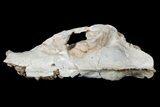 Rare, Partial Bear Dog (Daphoenus) Skull With Associated Bones #175652-6
